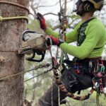 Arbor Pride: Quality Arborist Services for Your Tree Care Needs